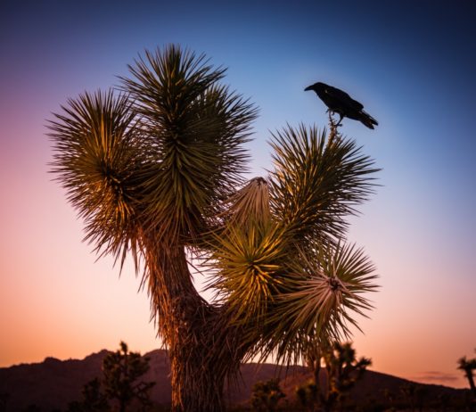 When Ravens Come Calling: The Passageway to Carlos Castaneda A desert raven rests in a soaptree yucca during an Arizona desert sunset