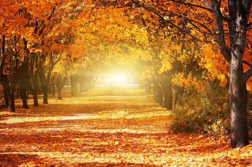 fall scene of trees with golden leaves leading to eerie white light